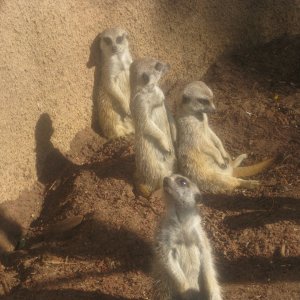 More Meerkats!