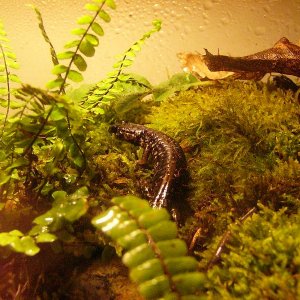 P.glutinosus