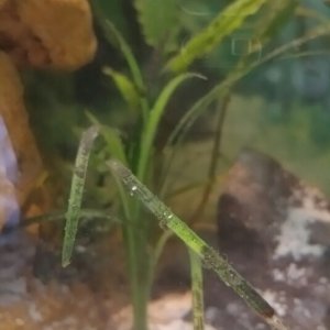 Growth on plant