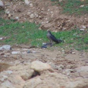 An Eurasian sparrowhawk killing and eating a Laughing dove