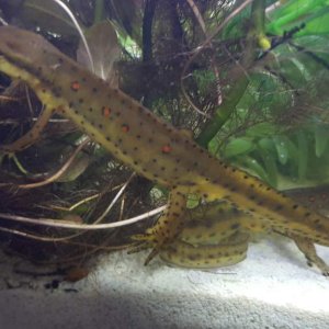Eastern Red Spotted Newt (Notophthalmus viridescens)