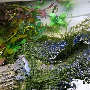 Eastern Red Spotted Newt Setup (Notophthalmus viridescens) Top View of Log and aquatic plants