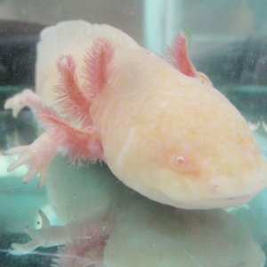female