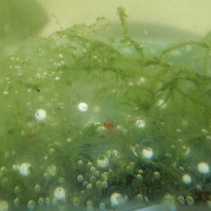their eggs