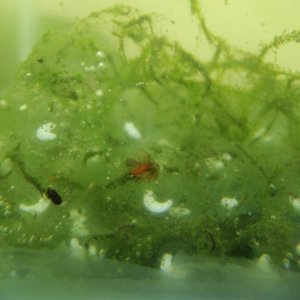 embryos growing