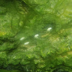 embryos