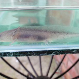 nearly 3" long. I put it in the adults tank, sectioned off - I thought very securely until it disappeared!!