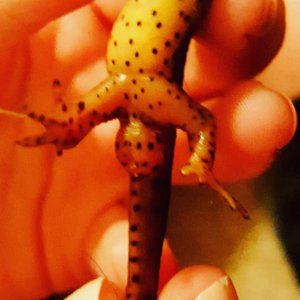 Eastern Red Spotted Newt (Notophthalmus viridescens), Female, Swollen Cloaca. She is one of the newest females we have from a different line. My daugh