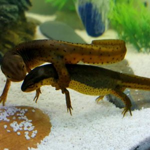 Eastern Red Spotted Newt (Notophthalmus viridescens) Locked and Mating! Should have more eggs soon!!!!!