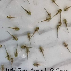 My wild types....