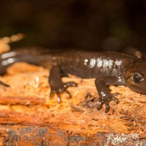 Northwestern Salamander in Derby Reach last month.