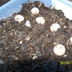 06 04 2013 Snapper eggs ;)