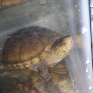 06 17 2016 Mud - older pic