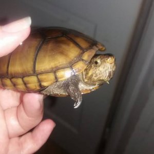 06 20 2017 My Mud Turtle Mean Mugging me because I cleaned him! ha