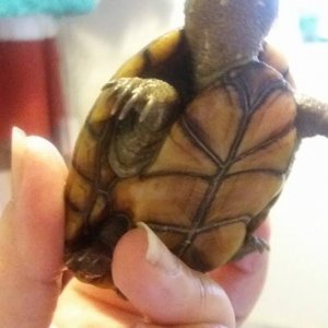 06 20 2017 ~ My Mud Turtle
