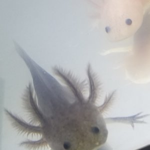 Melanoid?