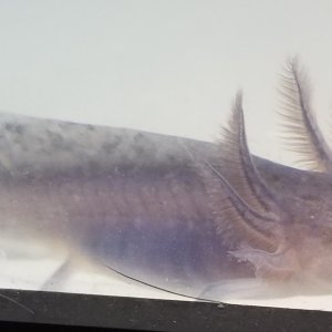 Melanoid?