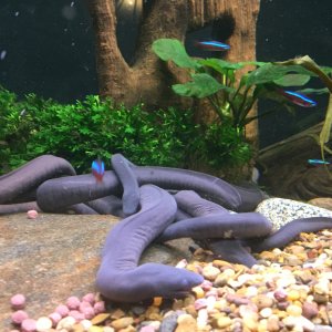 Typhlonectes Natans coming out for a snack