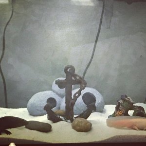 Wolfie and Luna in 75 Gallon tank