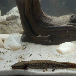 Necturus 2