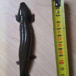 Necturus miara