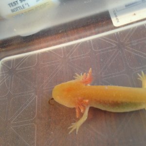 mudkip 2