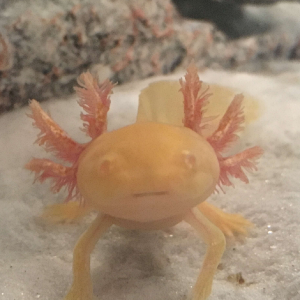mudkip 3