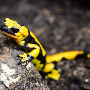 Italian Fire Salamander, Salamandra salamandra gigliolii. Adult male.