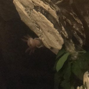 FDA52250 B5BE 4DCA 9345 31AF67EE9AAE