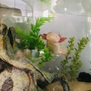 Demetri