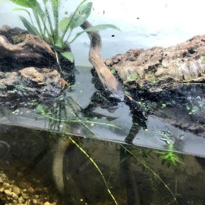 Triturus enclosure