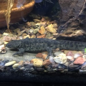Spanish ribbed newt (Pleurodeles waltl)