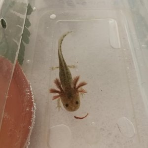 First picture ever taken of my GFP Wild Type Axolotl