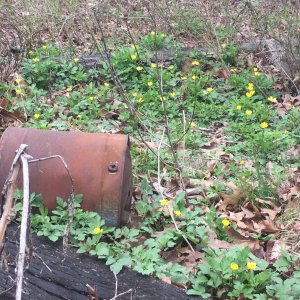 With spring comes flowers