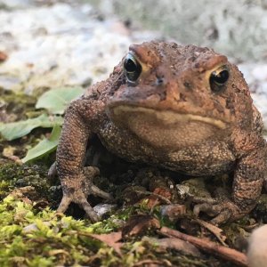 This was the second toad of the season. It’s been pretty cold here so I haven’t been able to find many herps but I’m glad to see some familiar (and gr