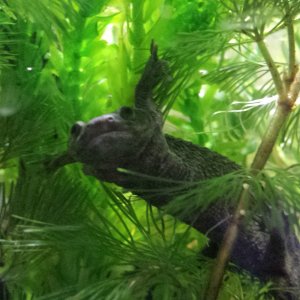 Ribbed Newt