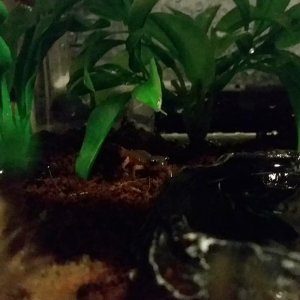 This picture looks so dramatic. It makes me laugh.
(Can you hear the jungle drums in the background?)