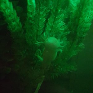 IMG 20180424 WA0000