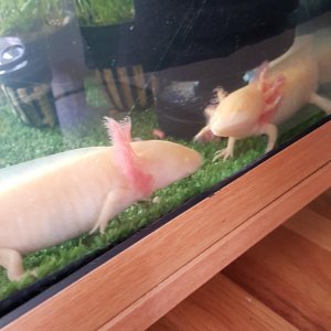 both sponge filter healthy gills