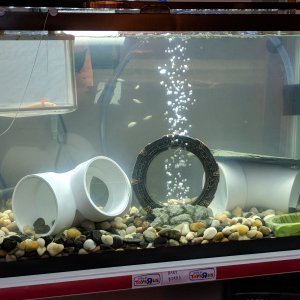Early tank setup