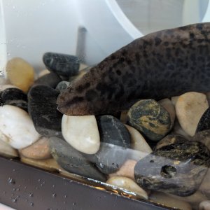 Wild type female tail