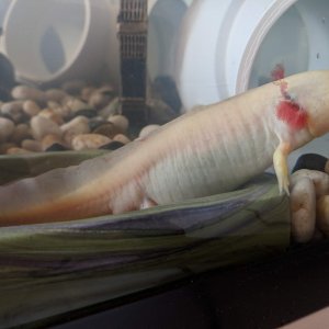 Albino male