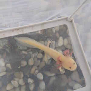 GFP blue gill leucistic juvenile