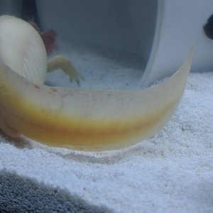 Ammonia burns clearing up