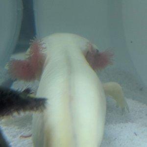 Back view of gills