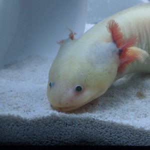 Front view of gills