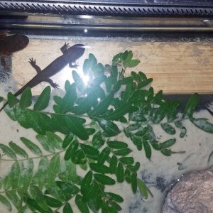 Coastal giant larvae ages 4-1yr