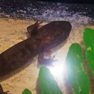 morphing 3yr Coastal Giant larvae