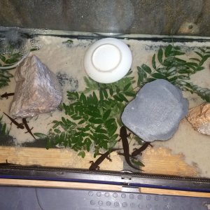 Tank (ExoTerra 36"*36"*18"), top view