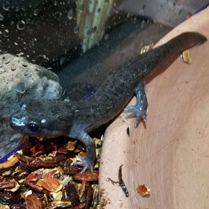 4yr old 3 days post morph (final shedding of larvae coloration skin)